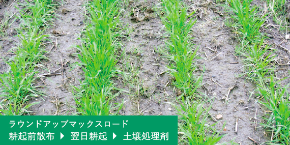 ラウンドアップマックスロード 耕起前散布→翌日耕起→土壌処理剤*