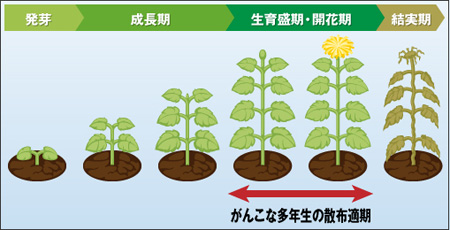 よくあるご質問 使い方 時期 期間 除草剤ならラウンドアップマックスロード