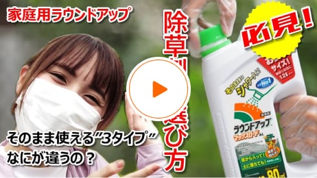 必見 家庭用ラウンドアップ 除草剤の選び方 そのまま使える“3タイプ”何が違うの？