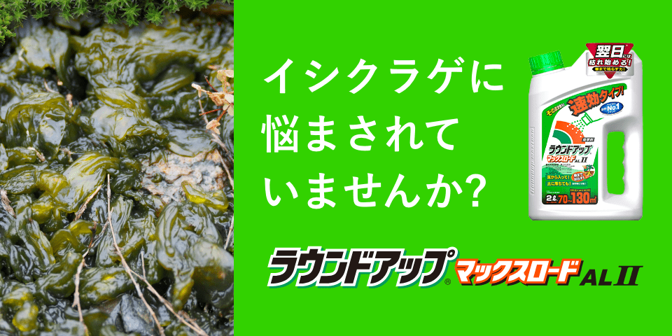 イシクラゲに悩まされていませんか?