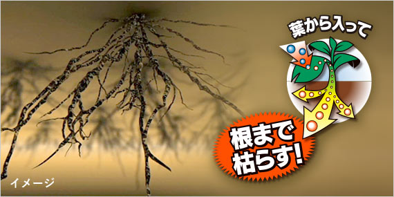 生えてる雑草は 葉から入って根まで枯らす!