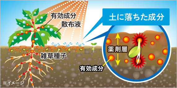 土に落ちた成分は、出てくる雑草をブロック！