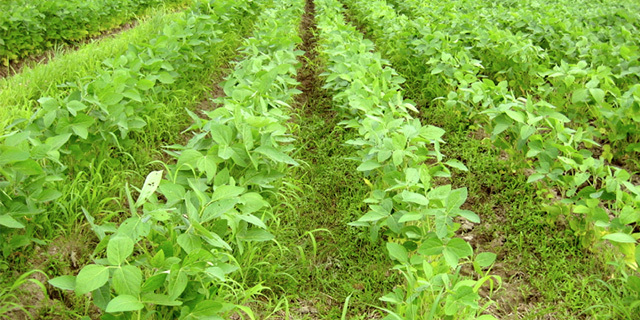 作物別の効果的な防除｜除草剤ならラウンドアップマックスロード
