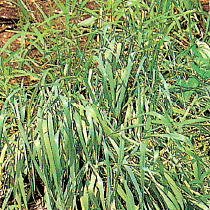 小麦畑の問題雑草シバムギ