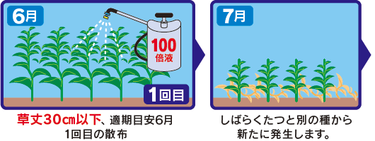 草丈30㎝以下、適期目安6月 1回目の散布　しばらくたつと別の種から新たに発生します。