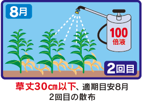 草丈30㎝以下、適期目安8月 2回目の散布