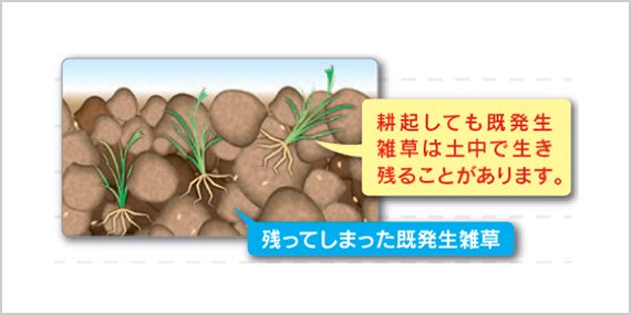 耕起しても既発生雑草は土中で生き残ることがあリます　残ってしまった既発生雑草