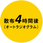 散布4時間後　(オ一トラジオグラム