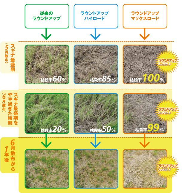 スギナ最盛期と最盛期をやや過ぎた時期での効果比較