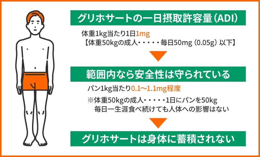 グリホサートの一日摂取許容量（ADI） 体重1kg当たり1日1mg 【体重50kgの成人・・・・・毎日50mg（0.05g）以下】 範囲内なら安全性は守られている パン1kg当たり0.1～1.1mg程度 ※体重50kgの成人・・・・・1日にパンを50kg 毎日一生涯食べ続けても人体への影響はない グリホサートは身体に蓄積されない
